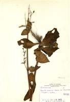 藏品(新店當藥)的圖片